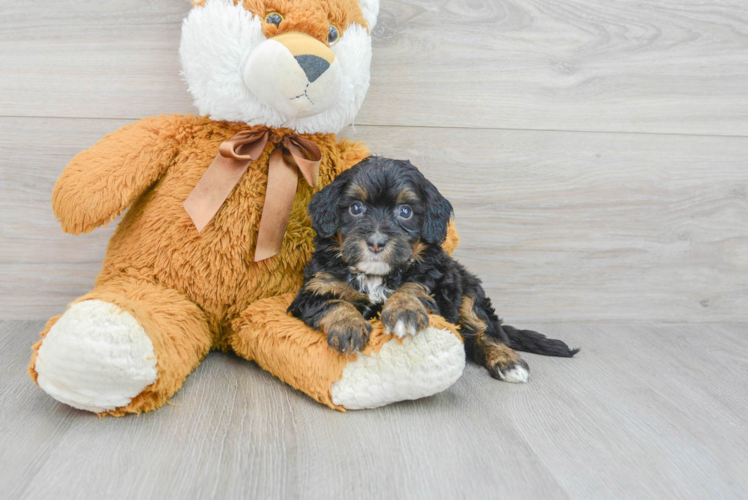 Energetic Bernadoodle Poodle Mix Puppy