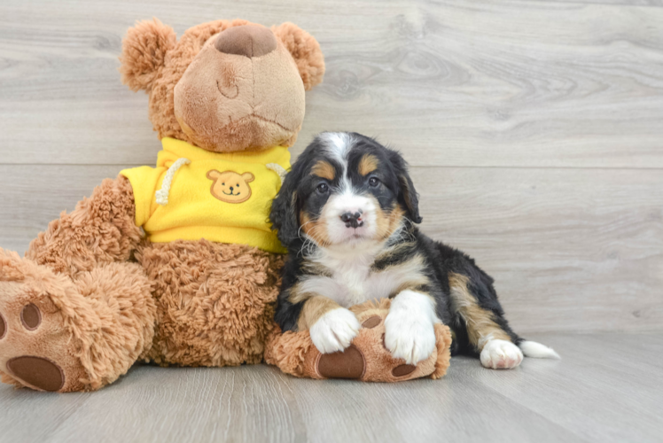 Meet Dillon - our Mini Bernedoodle Puppy Photo 1/3 - Puppy Love PR Sweet Mini Bernedoodle Baby