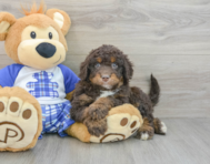 7 week old Mini Bernedoodle Puppy For Sale - Puppy Love PR