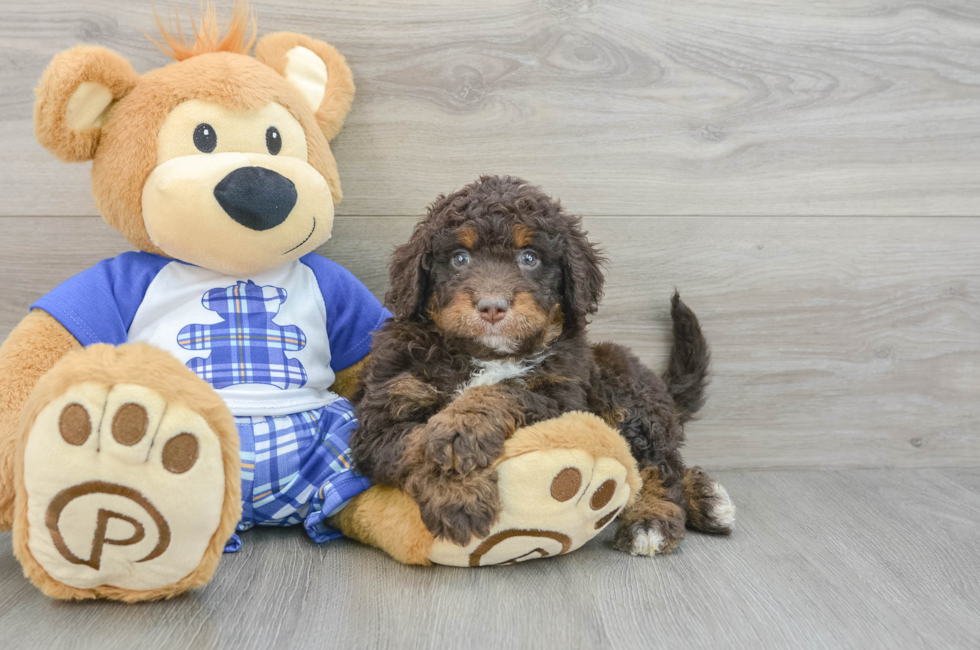 7 week old Mini Bernedoodle Puppy For Sale - Puppy Love PR