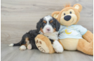 Best Mini Bernedoodle Baby