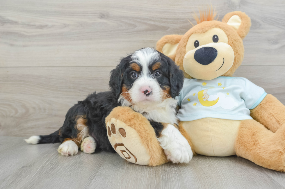 6 week old Mini Bernedoodle Puppy For Sale - Puppy Love PR