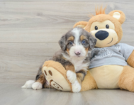 7 week old Mini Bernedoodle Puppy For Sale - Puppy Love PR