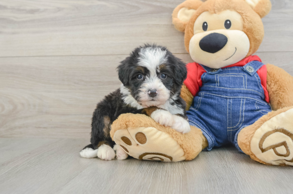 5 week old Mini Bernedoodle Puppy For Sale - Puppy Love PR