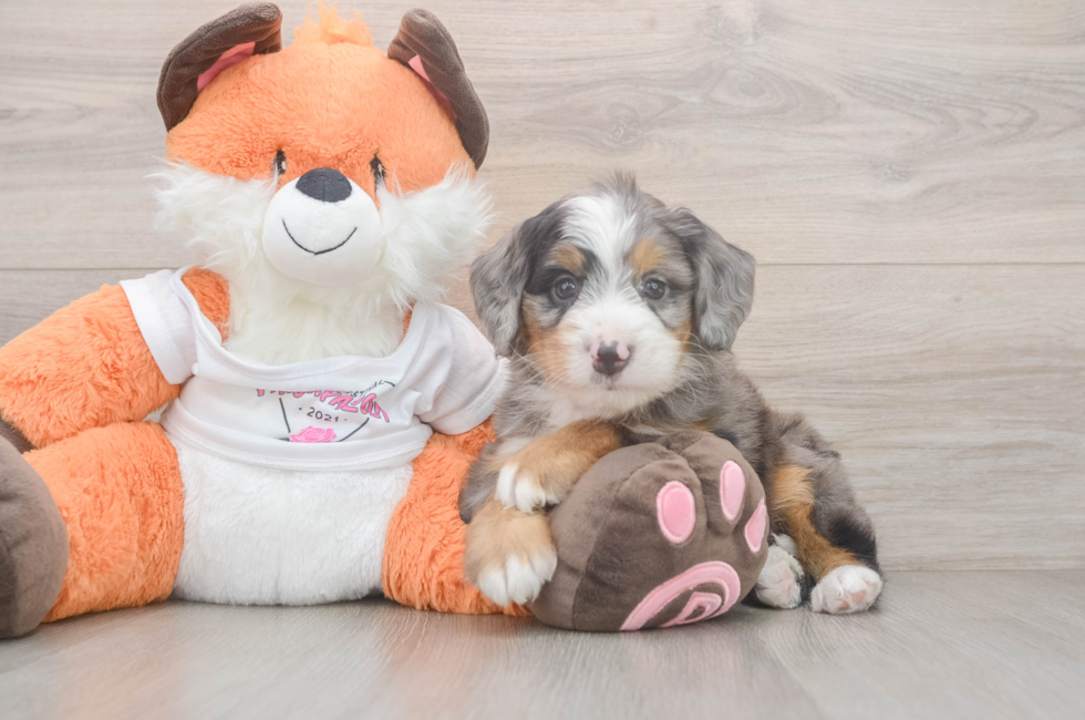 5 week old Mini Bernedoodle Puppy For Sale - Puppy Love PR