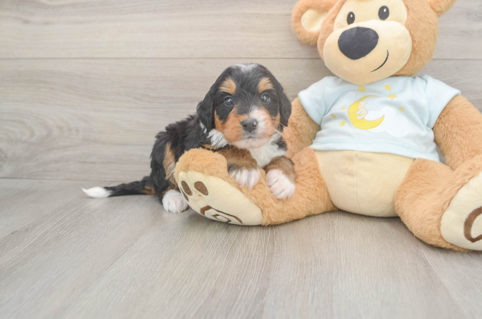 5 week old Mini Bernedoodle Puppy For Sale - Puppy Love PR