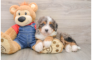 Happy Mini Bernedoodle Baby
