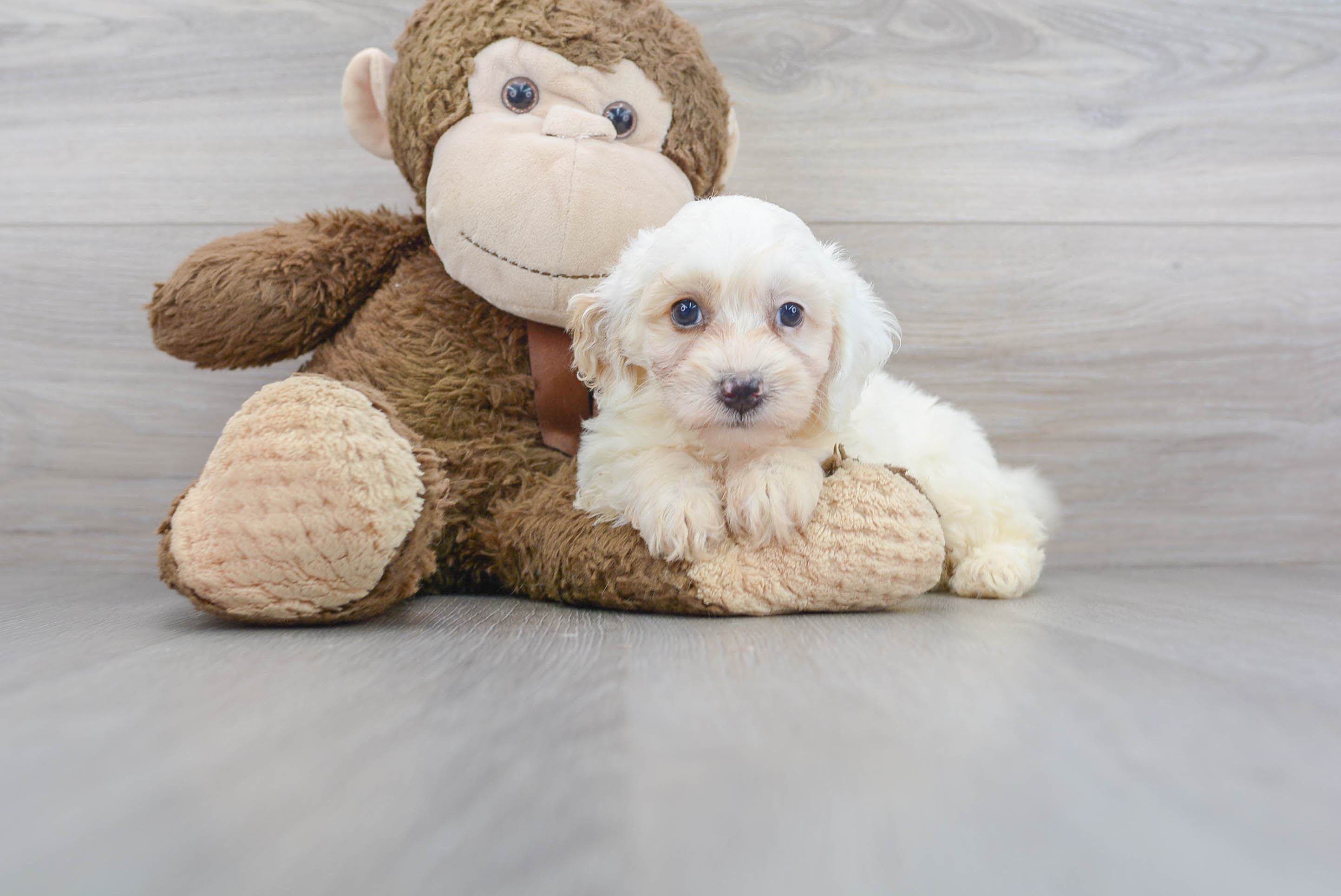 Cute Mini Bernedoodle Poodle Mix Pup