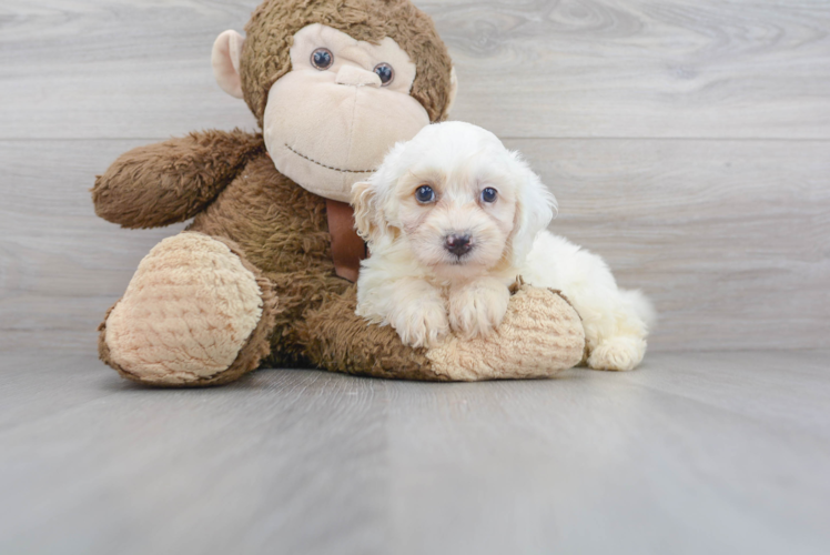 Cute Mini Bernedoodle Poodle Mix Pup