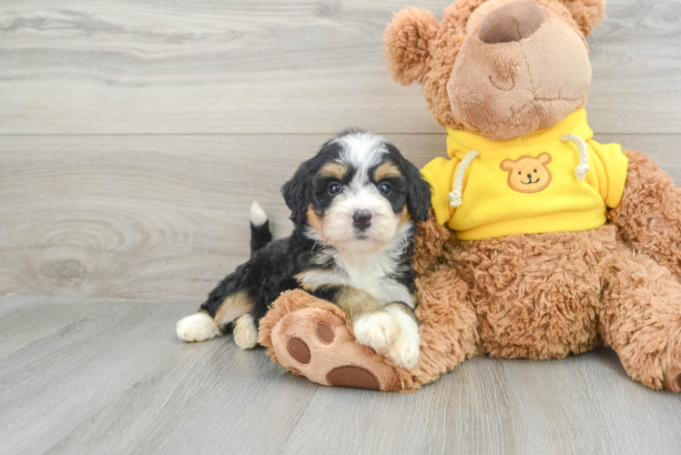 Meet Divine - our Mini Bernedoodle Puppy Photo 1/3 - Puppy Love PR Mini Bernedoodle Puppy for Adoption