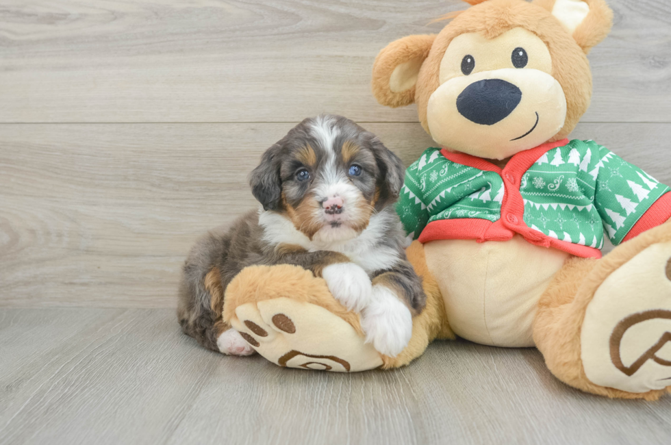 5 week old Mini Bernedoodle Puppy For Sale - Puppy Love PR