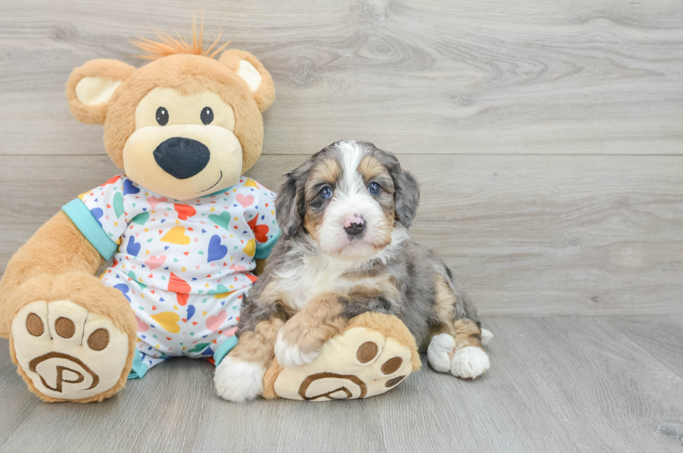 6 week old Mini Bernedoodle Puppy For Sale - Puppy Love PR