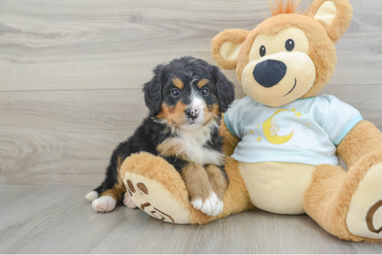 Energetic Mini Bernesepoo Poodle Mix Puppy