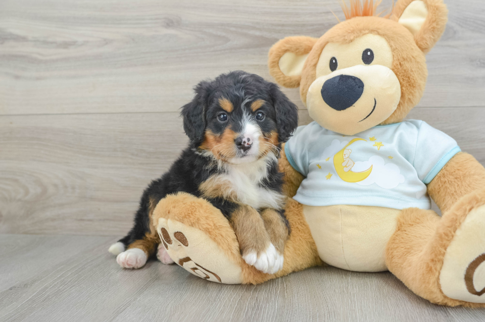 6 week old Mini Bernedoodle Puppy For Sale - Puppy Love PR