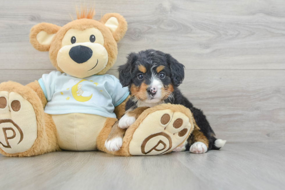 Cute Mini Bernedoodle Baby