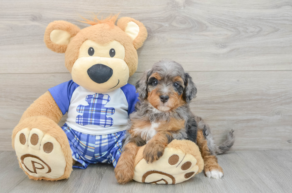 5 week old Mini Bernedoodle Puppy For Sale - Puppy Love PR