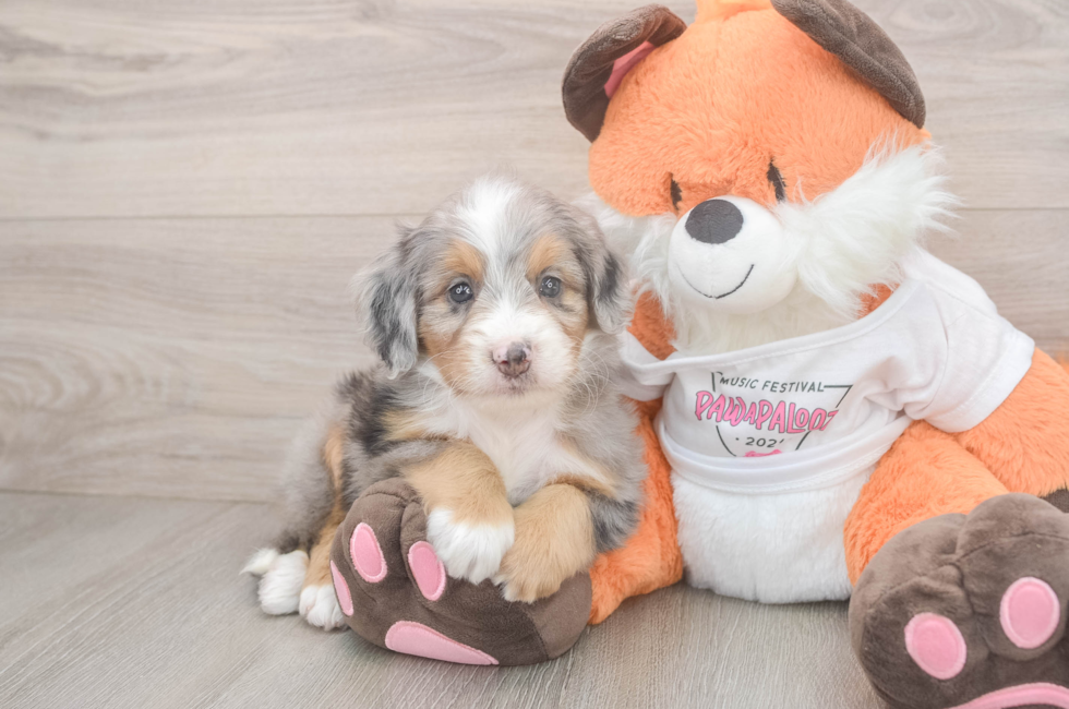 5 week old Mini Bernedoodle Puppy For Sale - Puppy Love PR