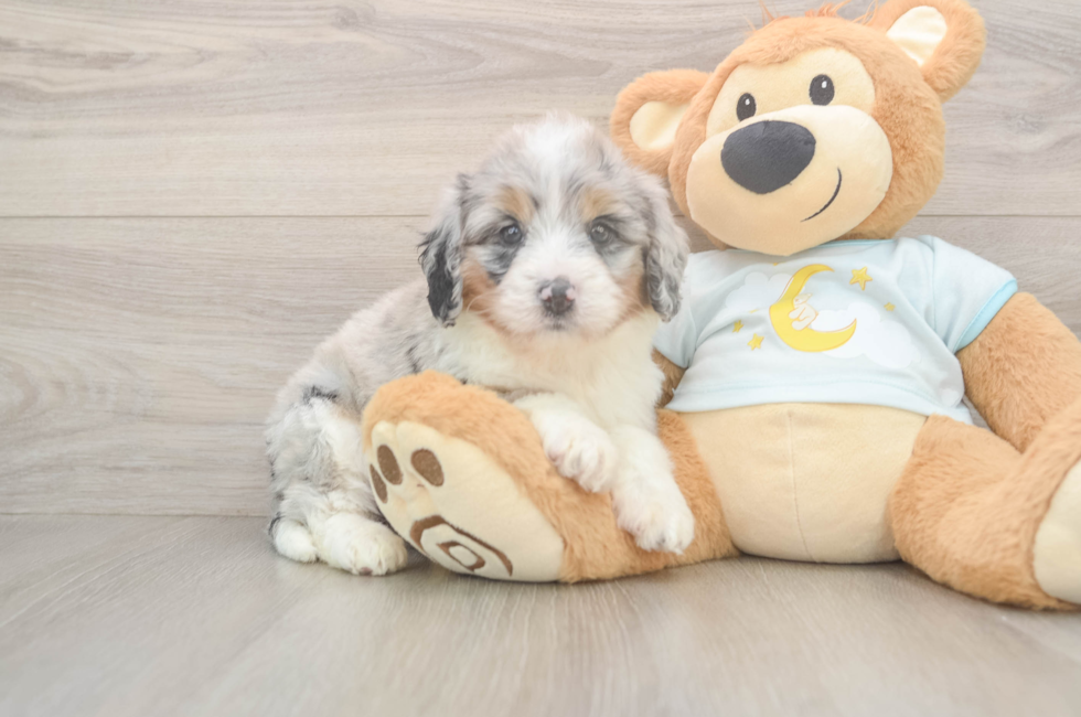 5 week old Mini Bernedoodle Puppy For Sale - Puppy Love PR