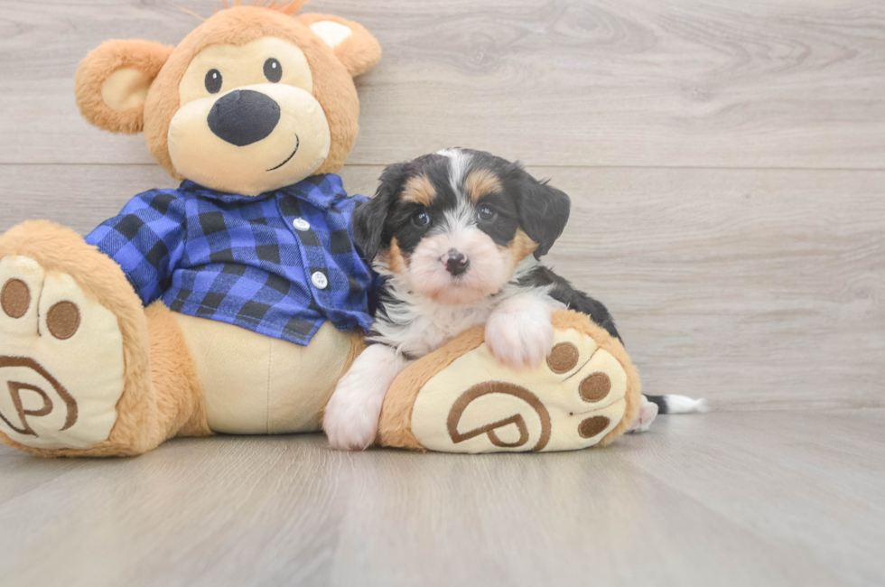 5 week old Mini Bernedoodle Puppy For Sale - Puppy Love PR