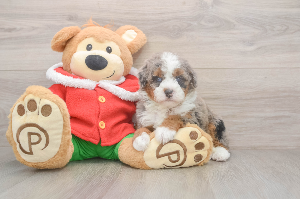 5 week old Mini Bernedoodle Puppy For Sale - Puppy Love PR