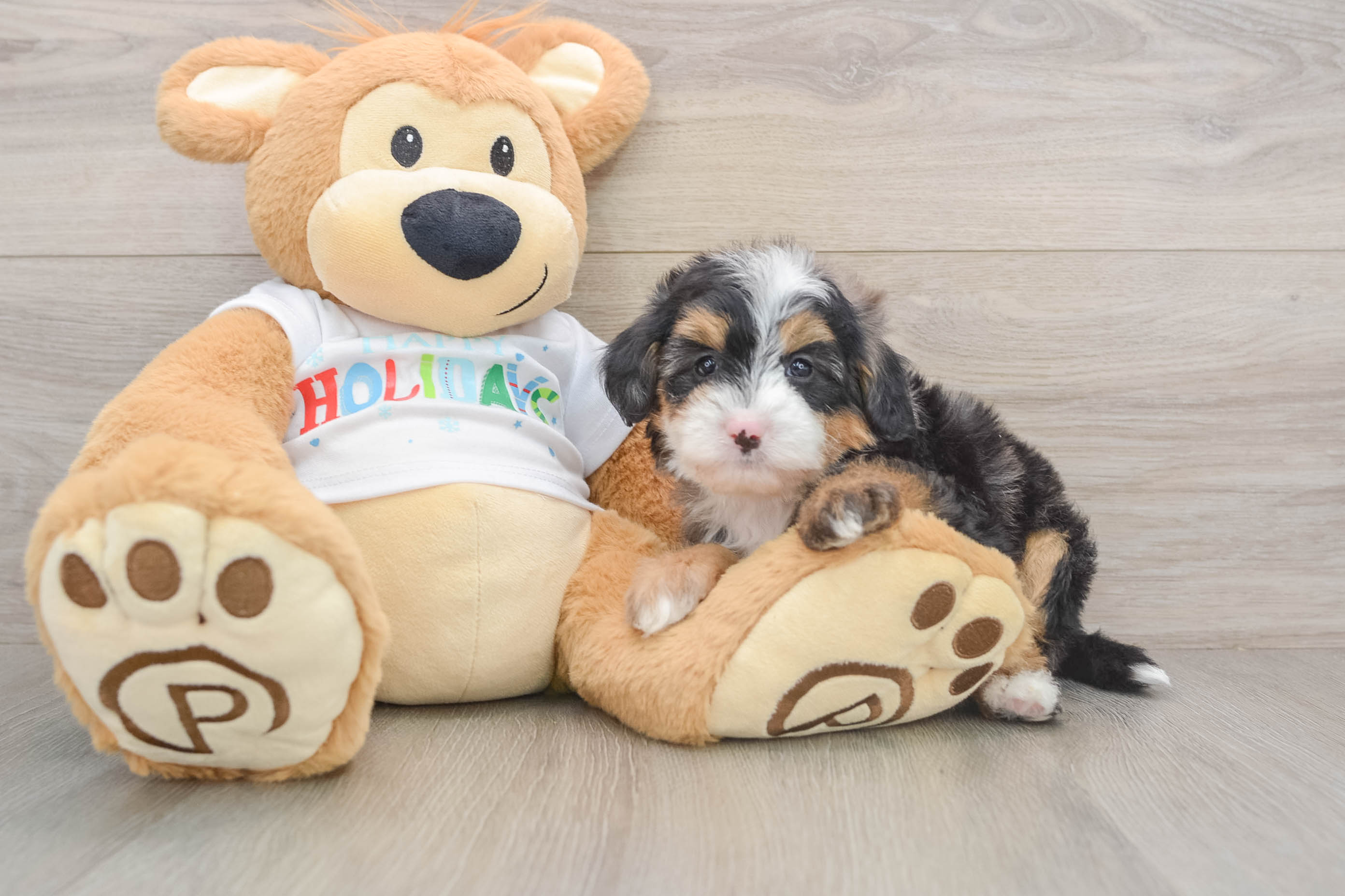 Best Mini Bernedoodle Baby