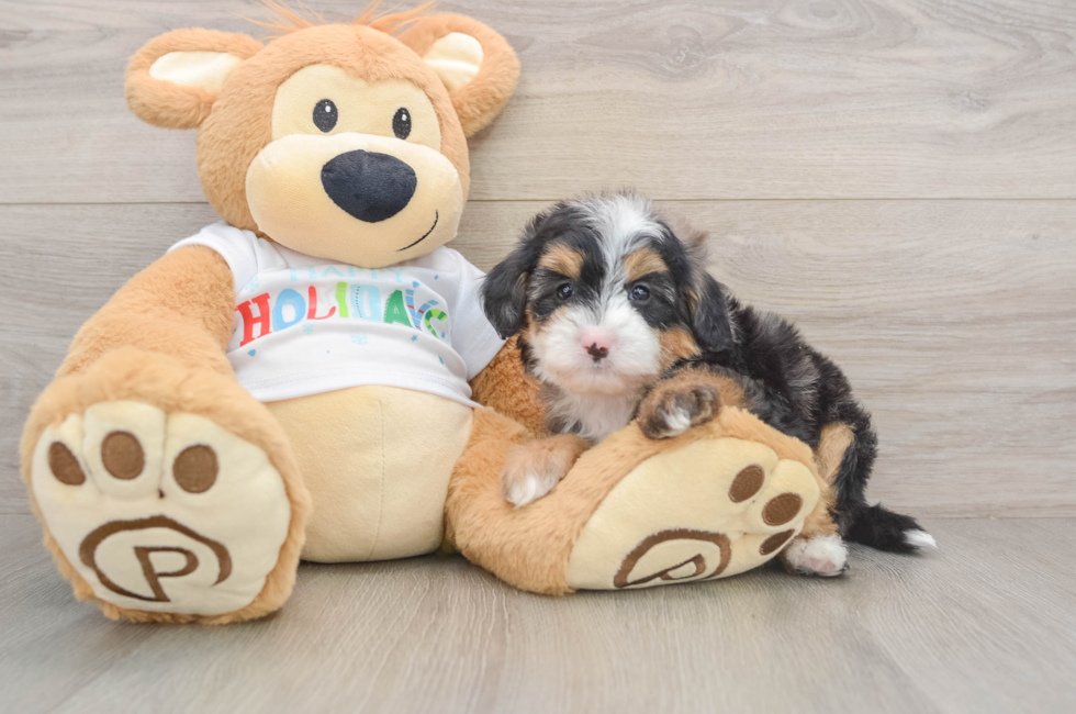5 week old Mini Bernedoodle Puppy For Sale - Puppy Love PR