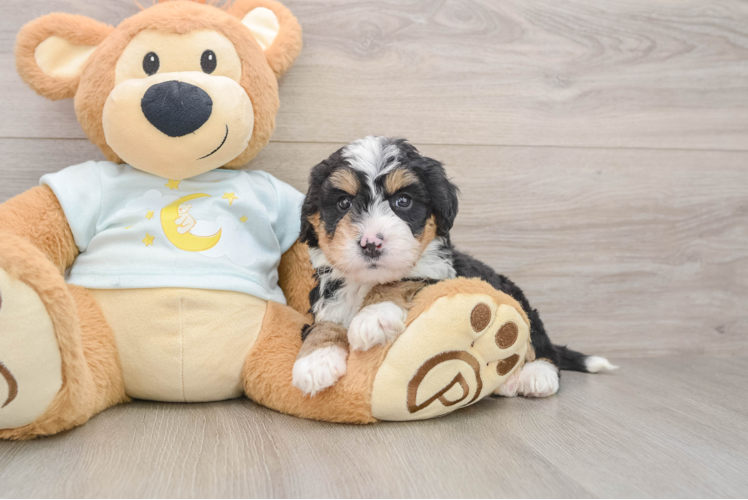 Little Bernadoodle Poodle Mix Puppy