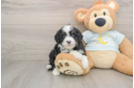 Smart Mini Bernedoodle Poodle Mix Pup