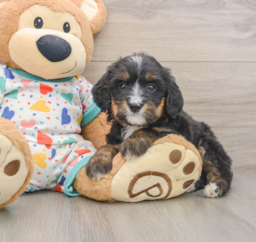 6 week old Mini Bernedoodle Puppy For Sale - Puppy Love PR