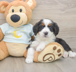 8 week old Mini Bernedoodle Puppy For Sale - Puppy Love PR