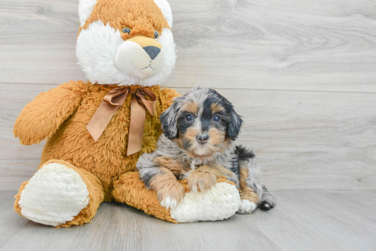 Mini Bernedoodle Pup Being Cute