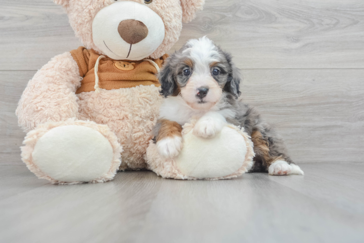 Meet Dora - our Mini Bernedoodle Puppy Photo 1/3 - Puppy Love PR Playful Mini Berniedoodle Poodle Mix Puppy