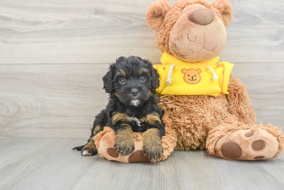 Mini Bernedoodle Pup Being Cute