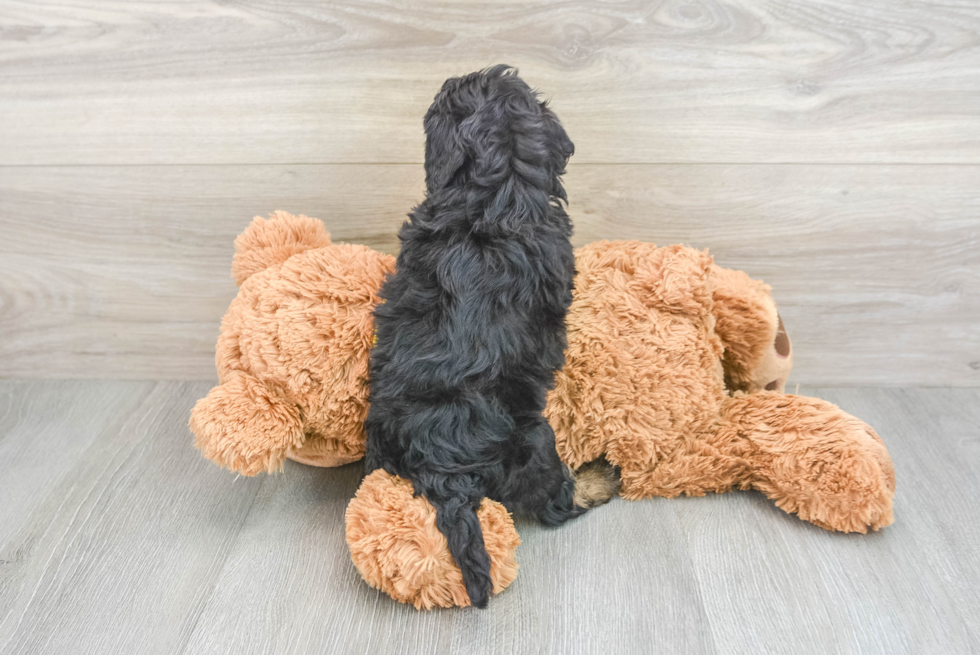 Mini Bernedoodle Puppy for Adoption