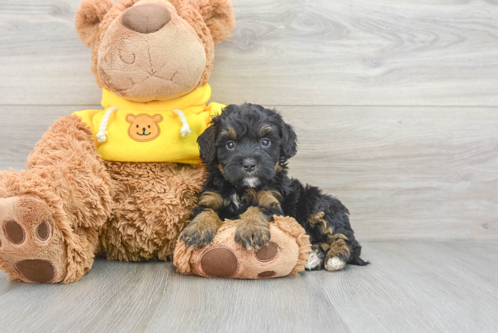 Petite Mini Bernedoodle Poodle Mix Pup
