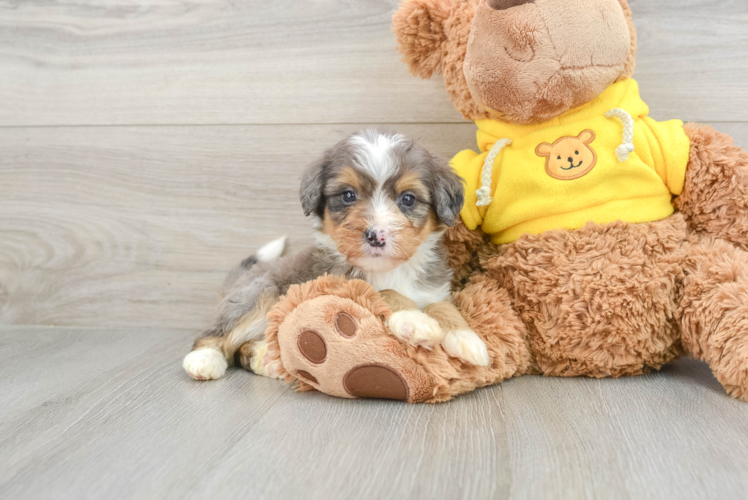 Meet Dora - our Mini Bernedoodle Puppy Photo 1/3 - Puppy Love PR Best Mini Bernedoodle Baby