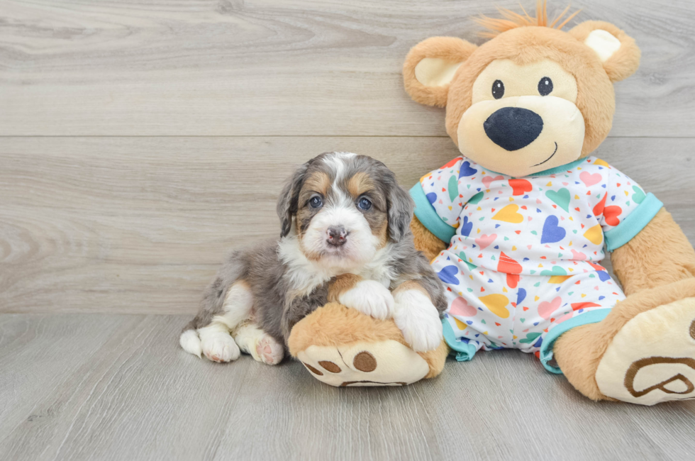 6 week old Mini Bernedoodle Puppy For Sale - Puppy Love PR