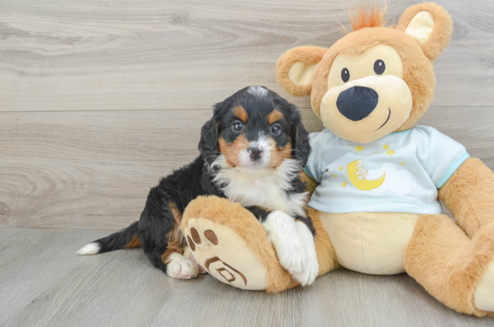 6 week old Mini Bernedoodle Puppy For Sale - Puppy Love PR