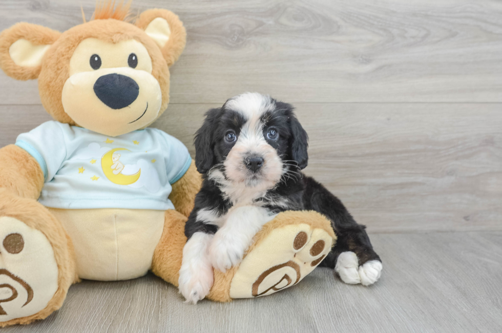 7 week old Mini Bernedoodle Puppy For Sale - Puppy Love PR