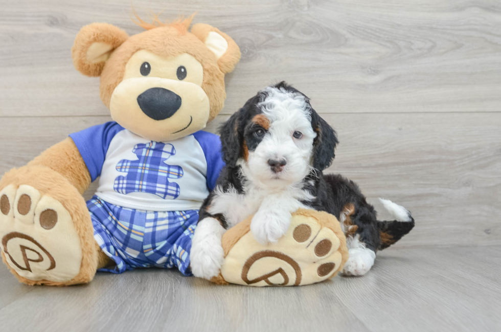5 week old Mini Bernedoodle Puppy For Sale - Puppy Love PR