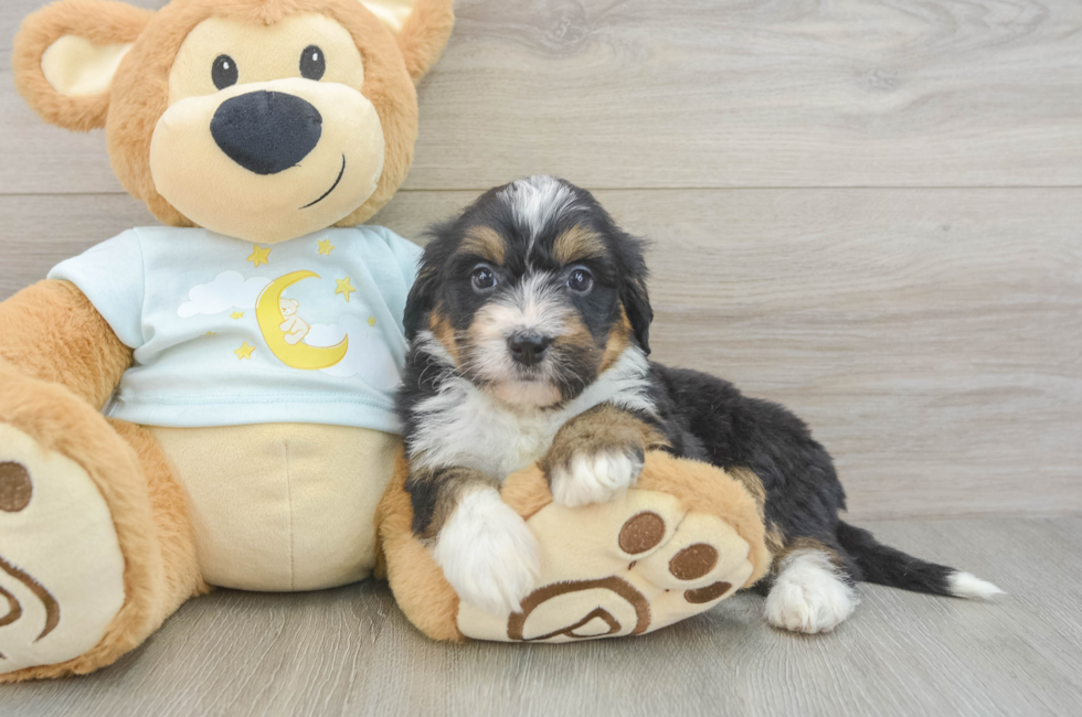 5 week old Mini Bernedoodle Puppy For Sale - Puppy Love PR