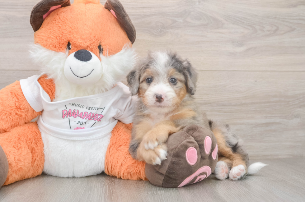 5 week old Mini Bernedoodle Puppy For Sale - Puppy Love PR