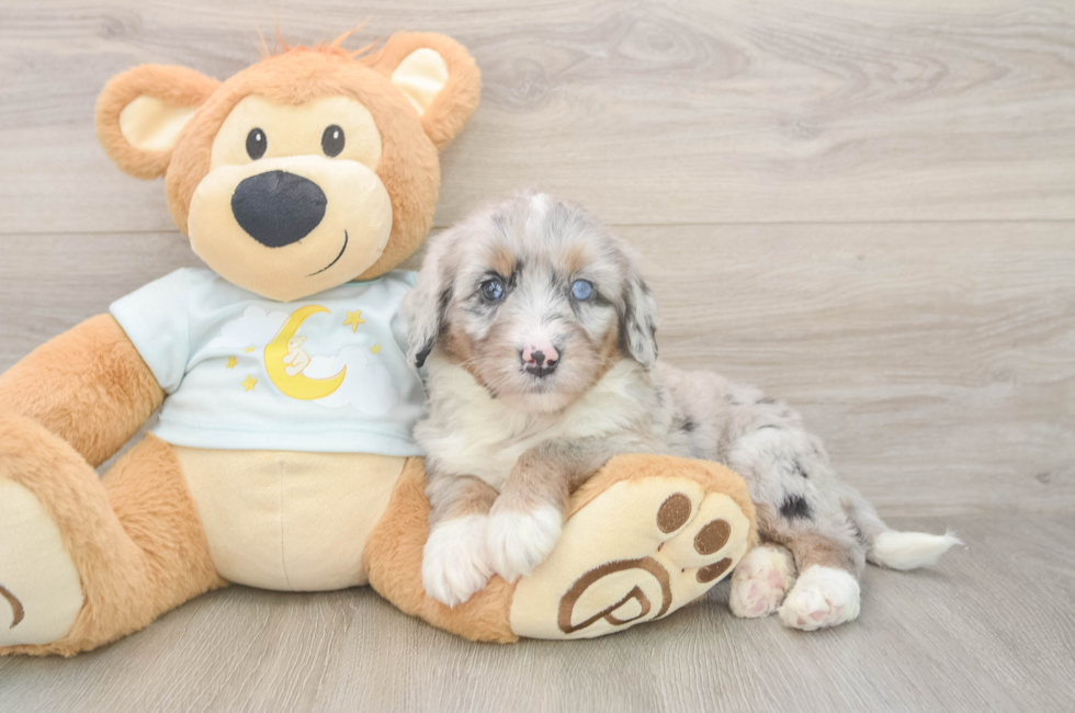 5 week old Mini Bernedoodle Puppy For Sale - Puppy Love PR