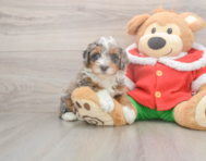 5 week old Mini Bernedoodle Puppy For Sale - Puppy Love PR