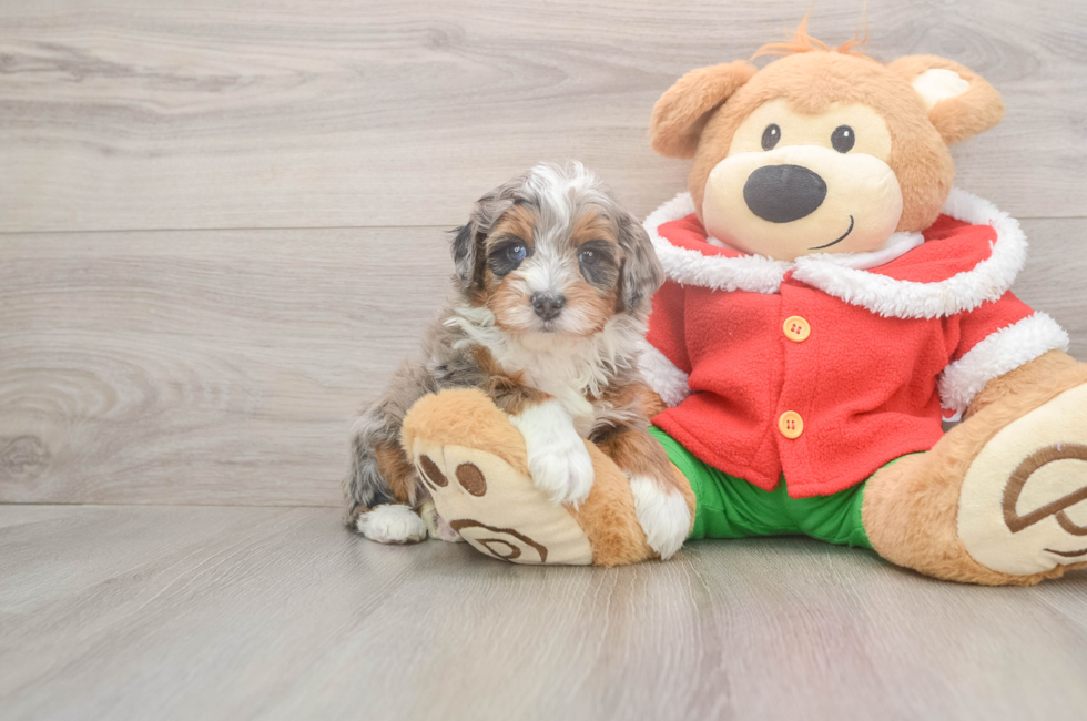 5 week old Mini Bernedoodle Puppy For Sale - Puppy Love PR