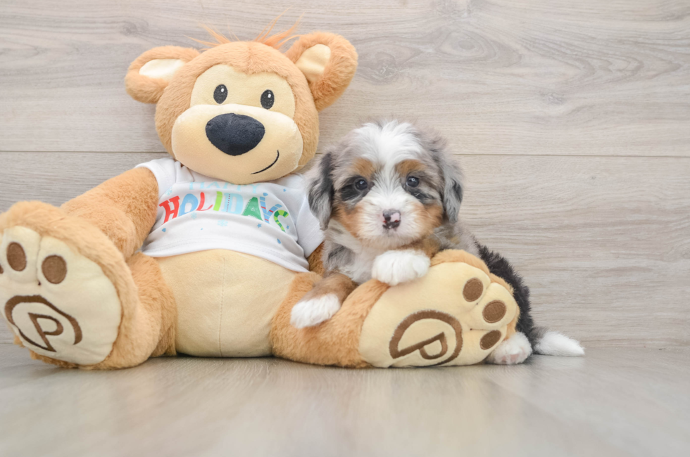 5 week old Mini Bernedoodle Puppy For Sale - Puppy Love PR