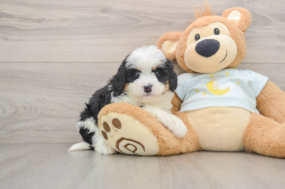 Friendly Mini Bernedoodle Baby
