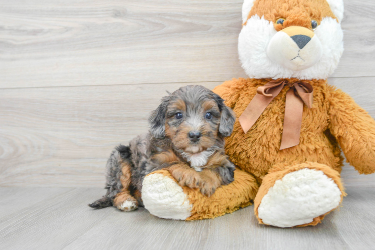 Meet Dream - our Mini Bernedoodle Puppy Photo 1/3 - Puppy Love PR Mini Bernedoodle Puppy for Adoption