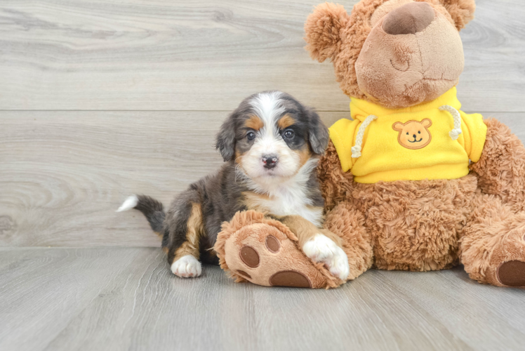 Best Mini Bernedoodle Baby