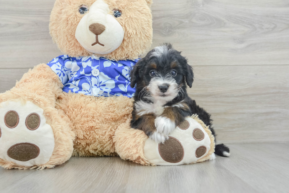 Mini Bernedoodle Puppy for Adoption